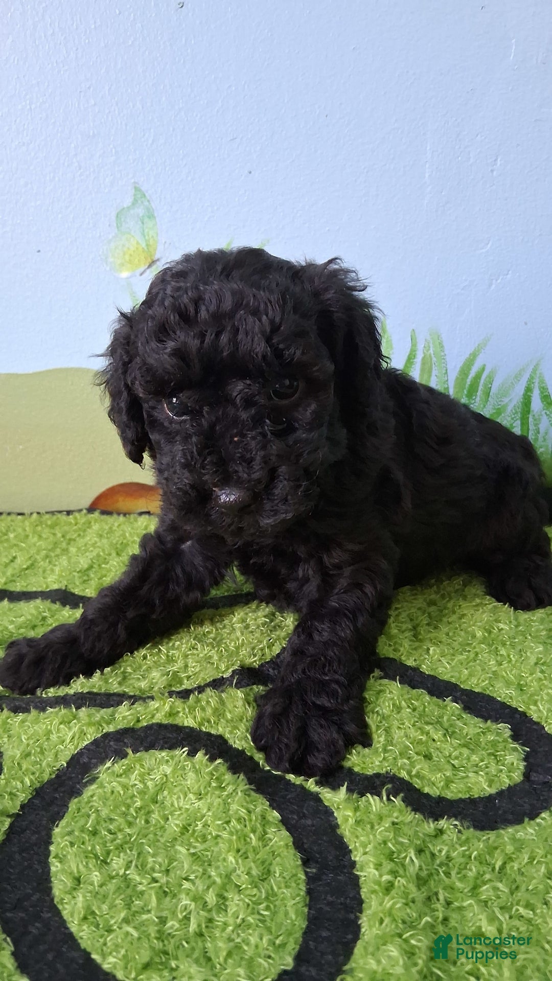 Mini Aussiedoodle dogs for sale: Pepper - Image 3