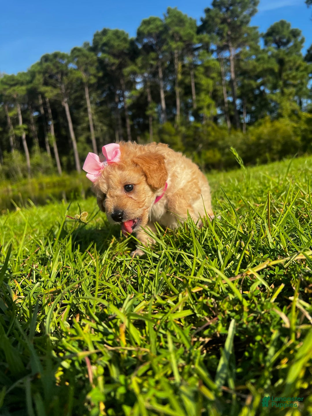 Aussiedoodle dogs for sale: Bella - Image 1