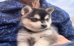 Alaskan Klee Kai dogs for sale: Blue Adam - Image 5