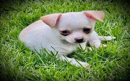 Chihuahua dogs for sale: Brody - Image 2