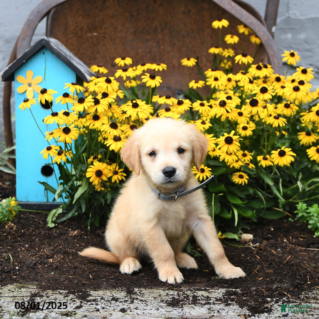 Golden Retriever dogs for sale: Felix - Image 4