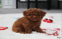 Toy Poodle dogs for sale: Eleanor - Image 16
