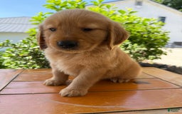 Golden Retriever dogs for sale: Lexi - Image 8