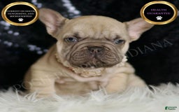 French Bulldog dogs for sale: Hazelnut - Image 8