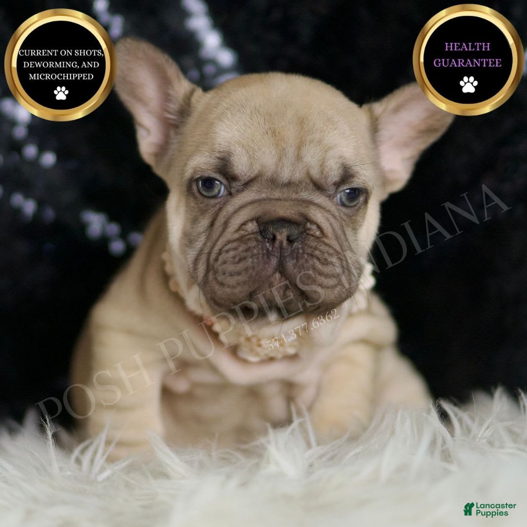 French Bulldog dogs for sale: Hazelnut - Image 8