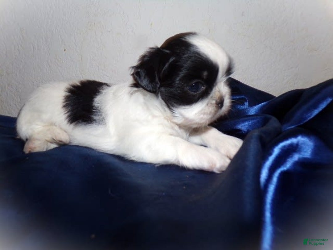 Shih Tzu dogs for sale: Tiny Jewel - Image 3