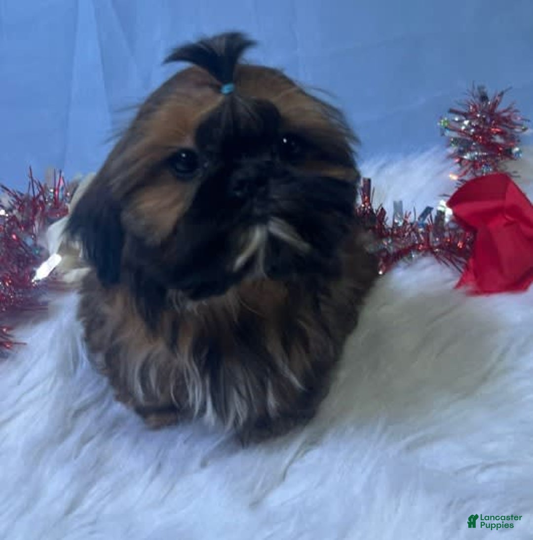 Shih Tzu dogs for sale: Butterfly Blue - Image 10