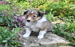 Shetland Sheepdog dogs for sale: Kassie - Image 3