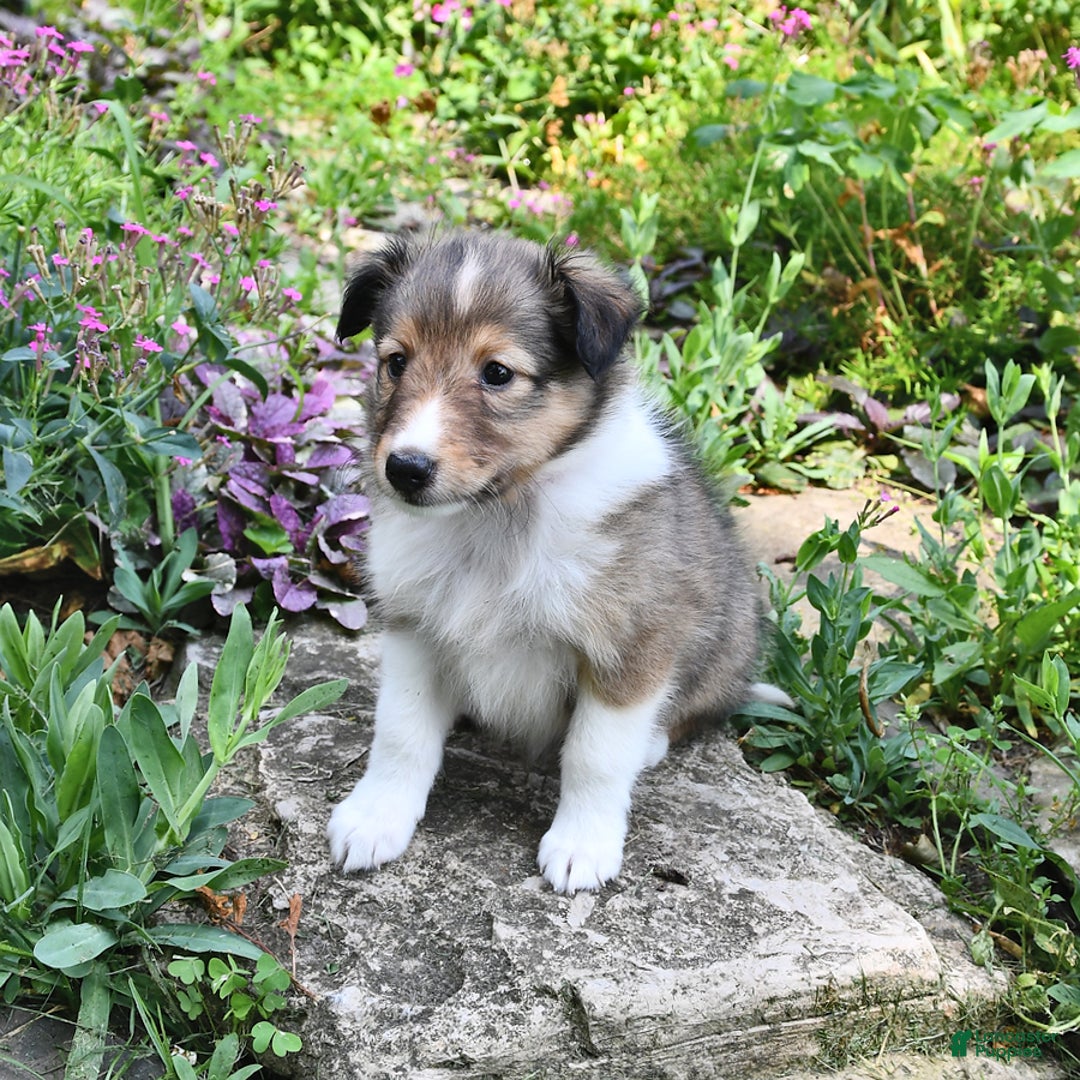 Shetland Sheepdog dogs for sale: Kassie - Image 3