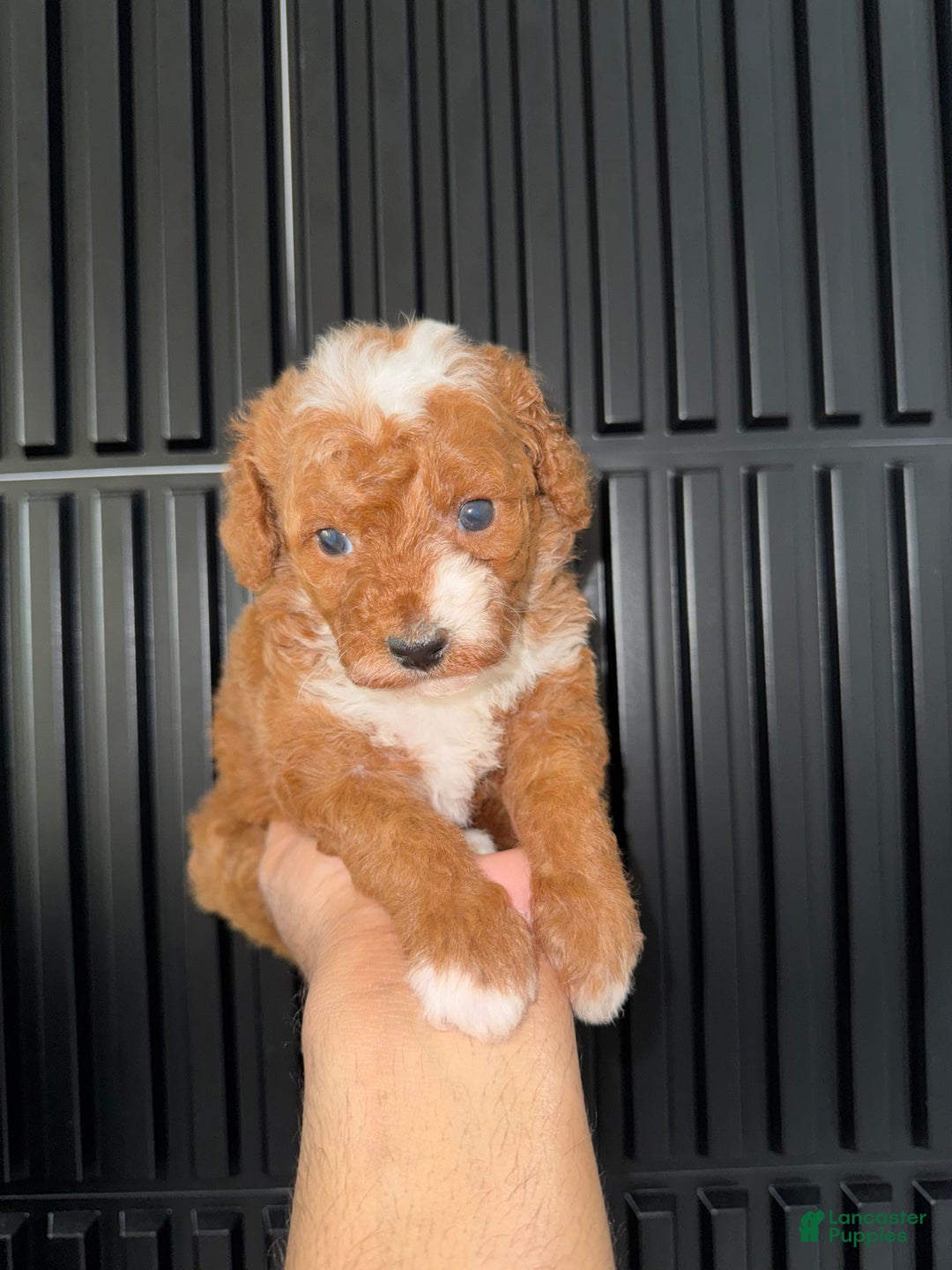 Toy Poodle dogs for sale: Dream - Image 8