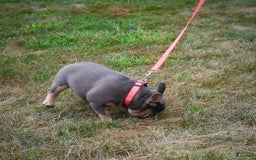 French Bulldog dogs for sale: Abby - Image 4