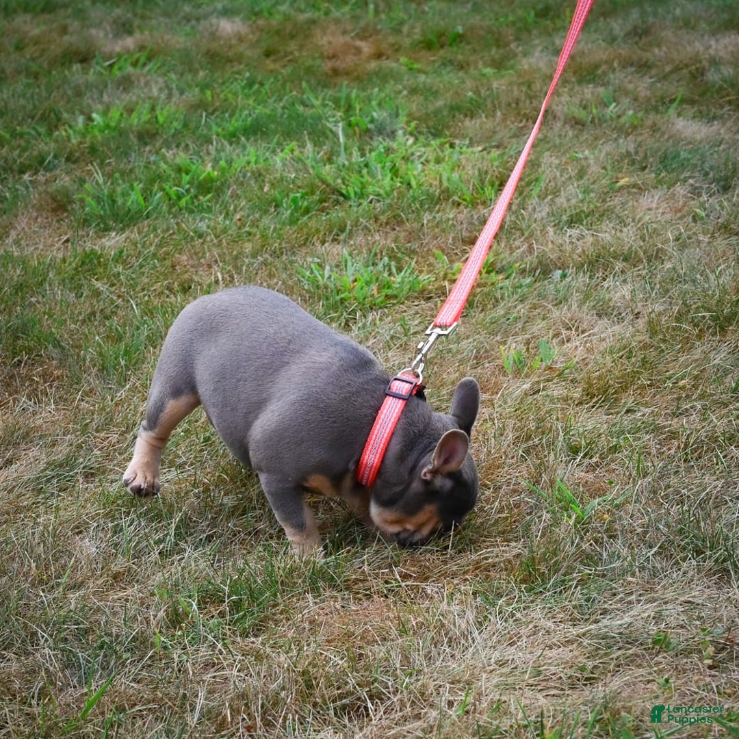 French Bulldog dogs for sale: Abby - Image 4