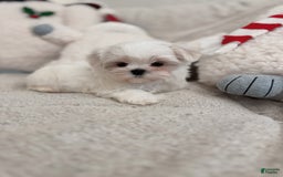 Maltipoo dogs for sale: Cashew - Image 3