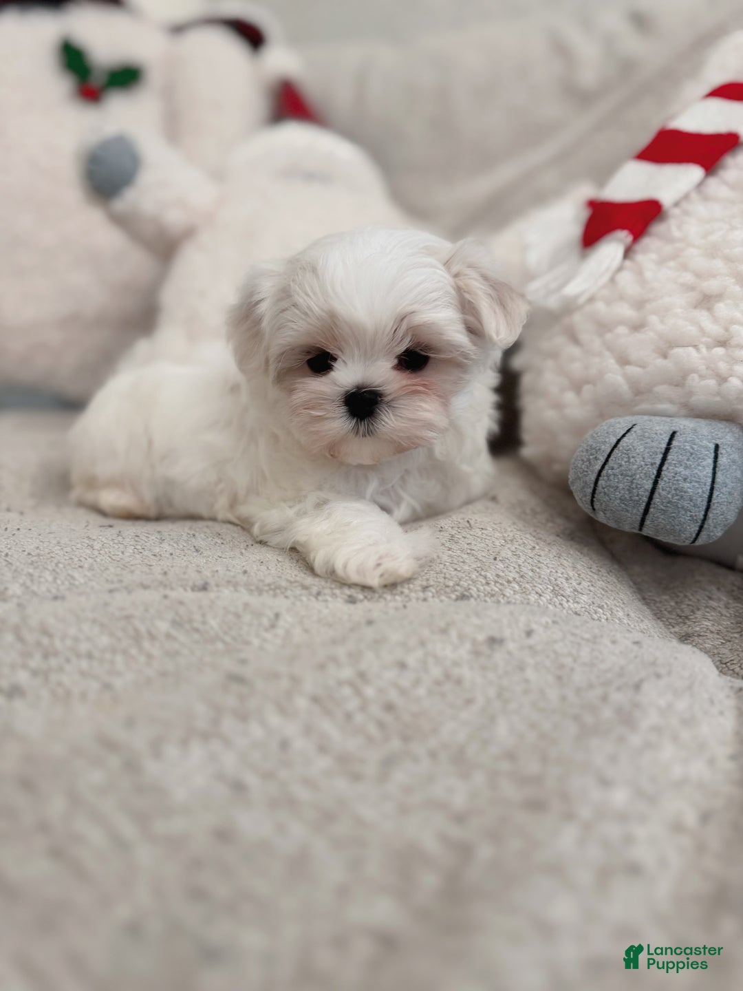 Maltipoo dogs for sale: Cashew - Image 3