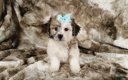 Teddy Bear dogs for sale: Toni - Image 3
