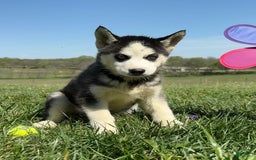 Siberian Husky dogs for sale: Nova Female 6 - Image 6