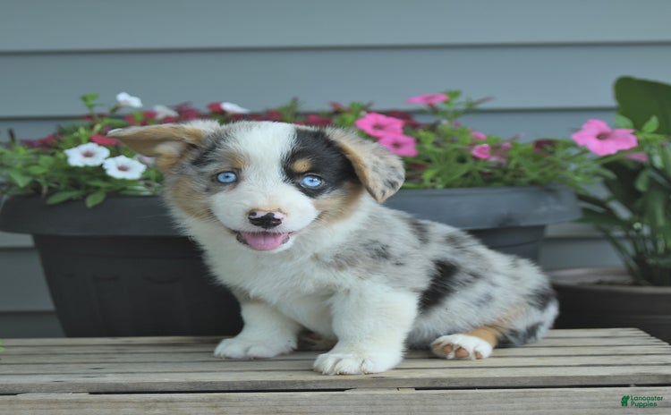 Welsh Corgi Pembroke dogs - Advert 13