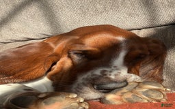 Basset Hound dogs for sale: Ruby - Image 7