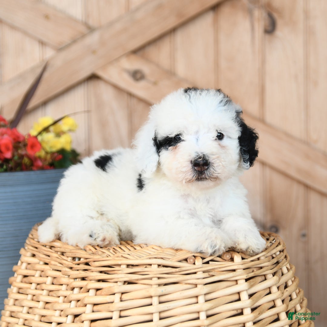 Mini Bernedoodle dogs for sale: Mini Bernedoodle 8 puppies - Image 3