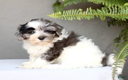 Shihpoo dogs for sale: Devon - Image 2