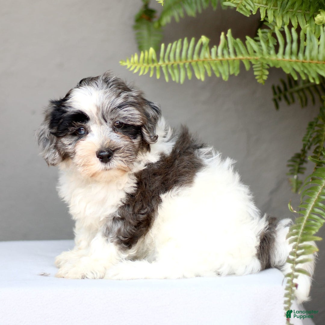 Shihpoo dogs for sale: Devon - Image 2