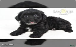 Yorkiepoo dogs for sale: Royal - Image 2