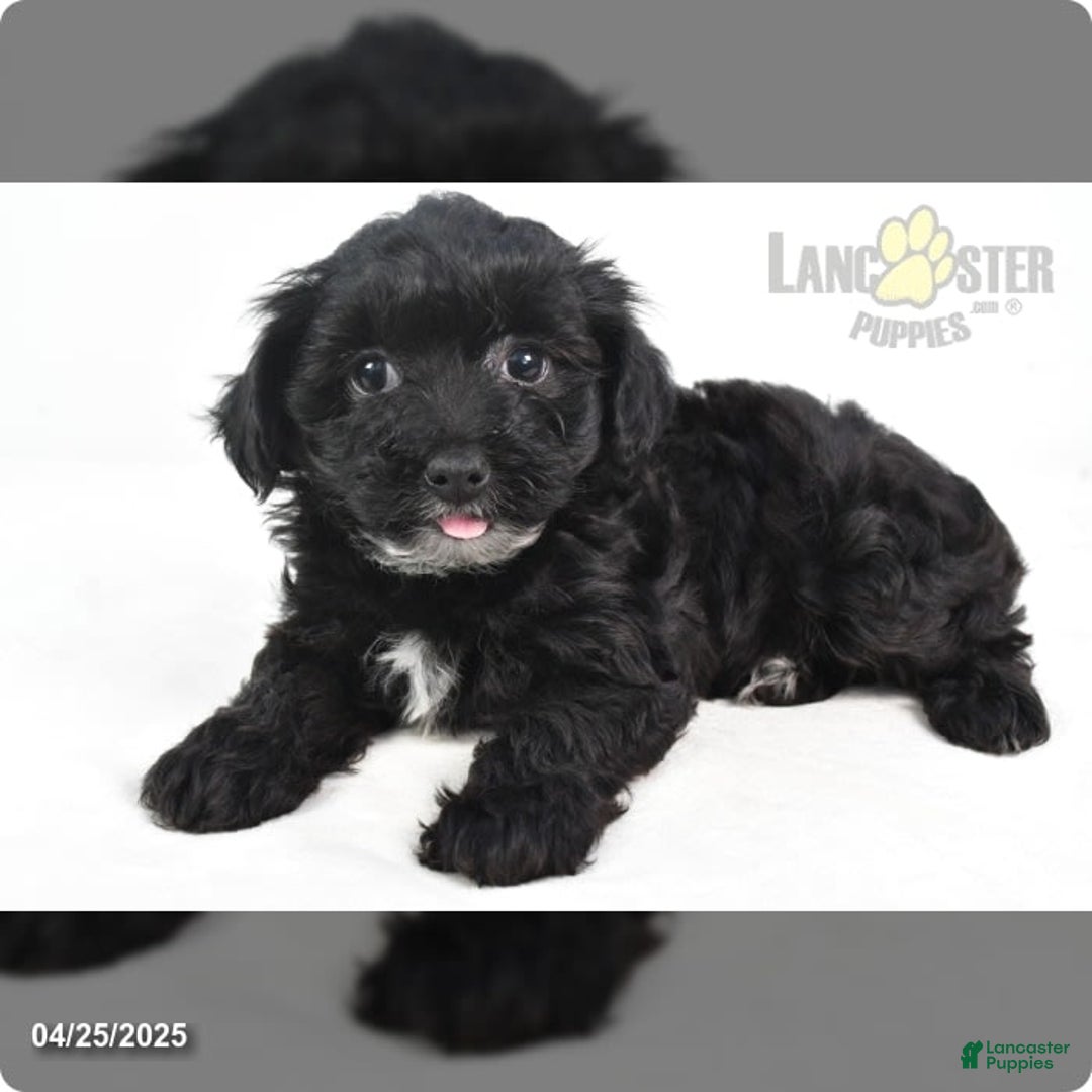 Yorkiepoo dogs for sale: Royal - Image 2