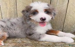 Mini Bernedoodle dogs for sale: 💜 Boston Ma 💜 Mini Bernedoodle - Image 29