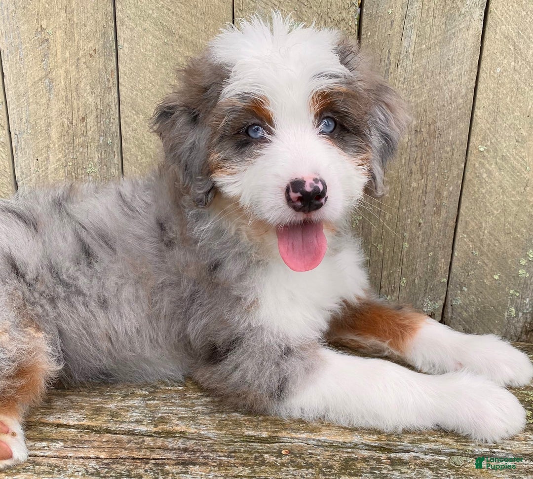 Mini Bernedoodle dogs for sale: 💜 Boston Ma 💜 Mini Bernedoodle - Image 29