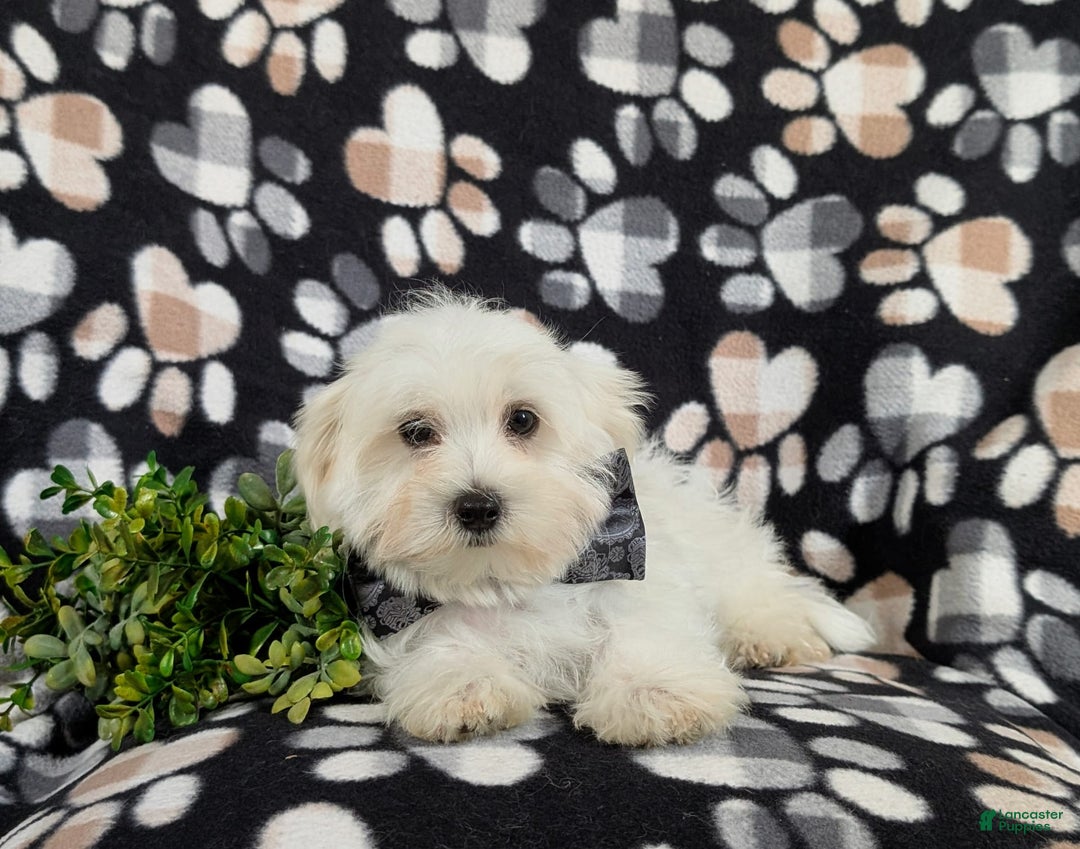 Maltese dogs for sale: Donegan Akc - Image 10
