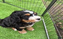 Bernedoodle dogs for sale: Prudence - Image 9