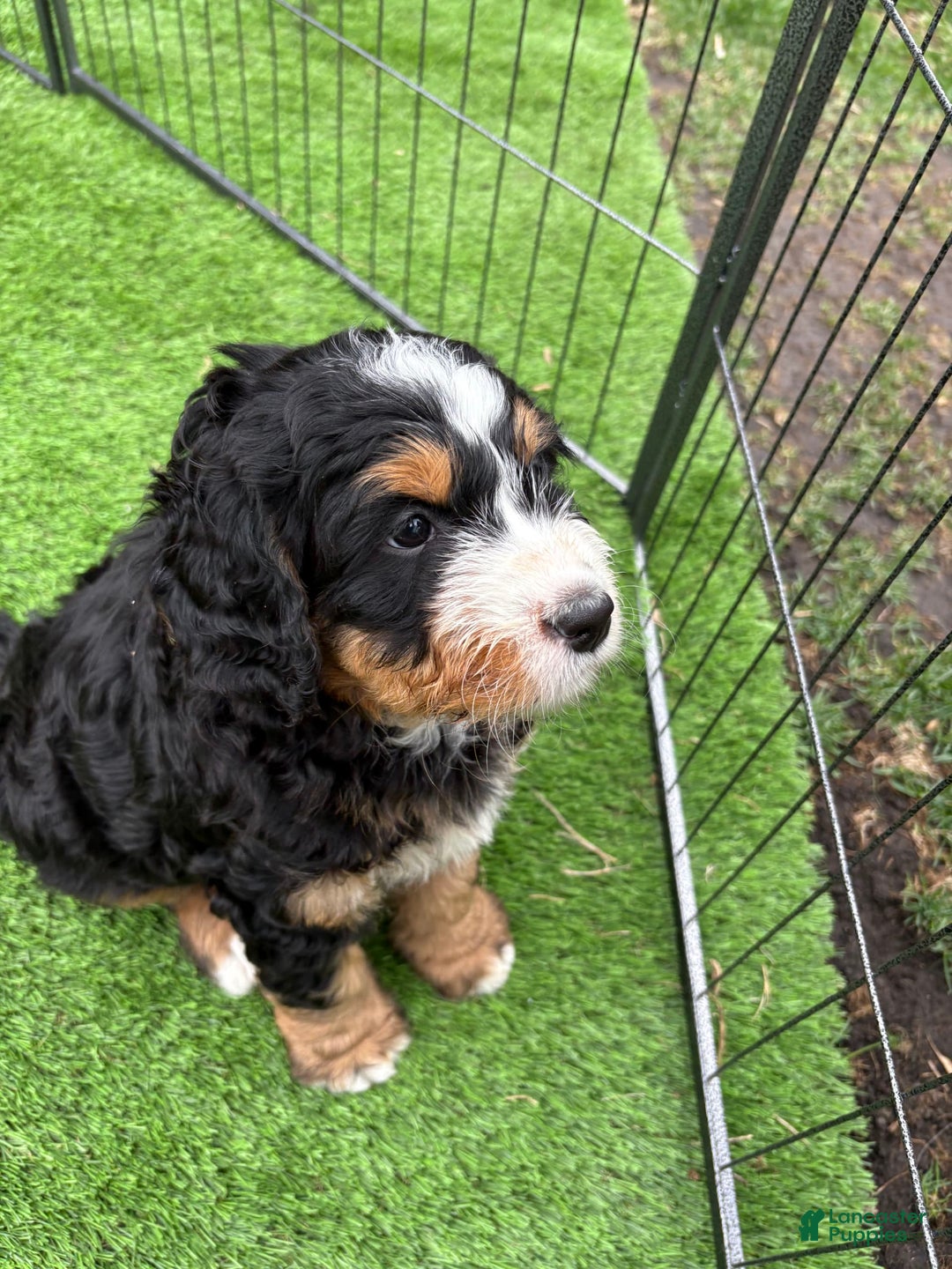 Bernedoodle dogs for sale: Prudence - Image 9