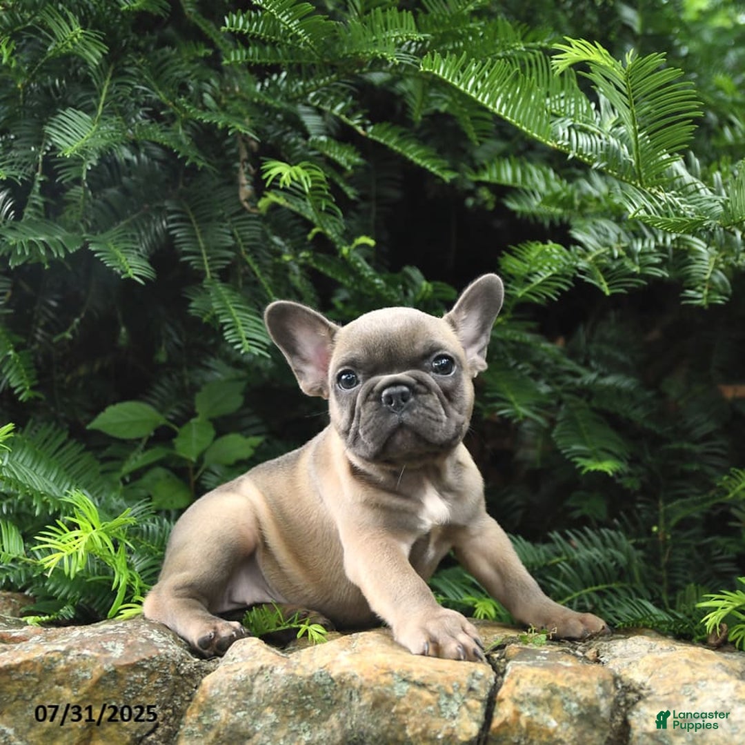 French Bulldog dogs for sale: Meadow - Image 7