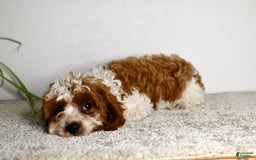 Cavapoo dogs for sale: Mia - Image 4