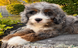 Mini Bernedoodle dogs for sale: 💙 Boston Ma 💙 Mini Bernedoodle - Image 16