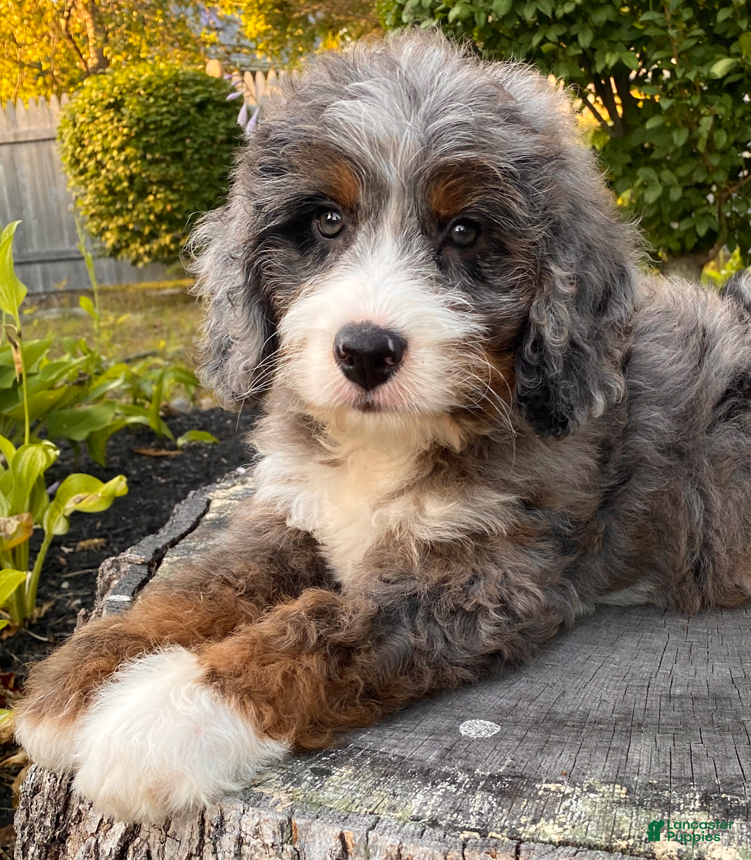 Mini Bernedoodle dogs for sale: 💙 Boston Ma 💙 Mini Bernedoodle - Image 16