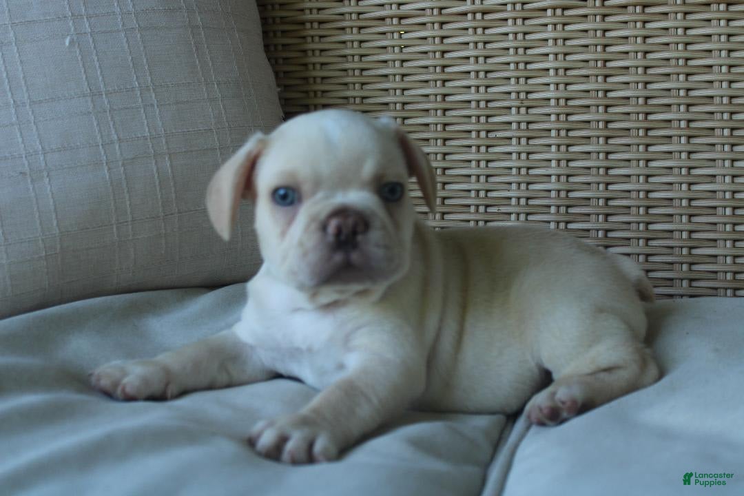 French Bulldog dogs for sale: Pugsley - Image 1