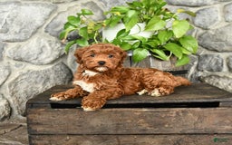 Cockapoo dogs for sale: Star - Image 3