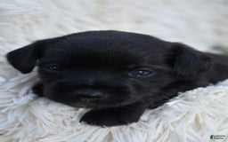 Chihuahua dogs for sale: Natalie - Image 3