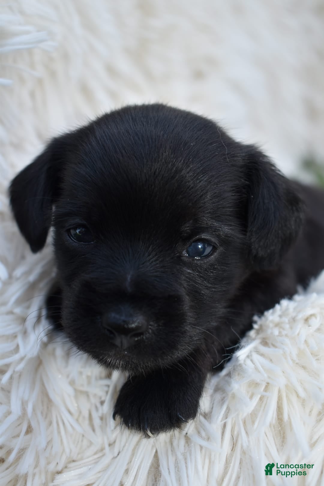 Chihuahua dogs for sale: Natalie - Image 3