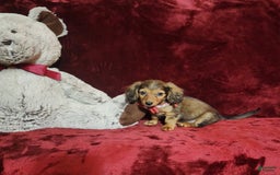 Miniature Dachshund dogs for sale: Josie - Image 7