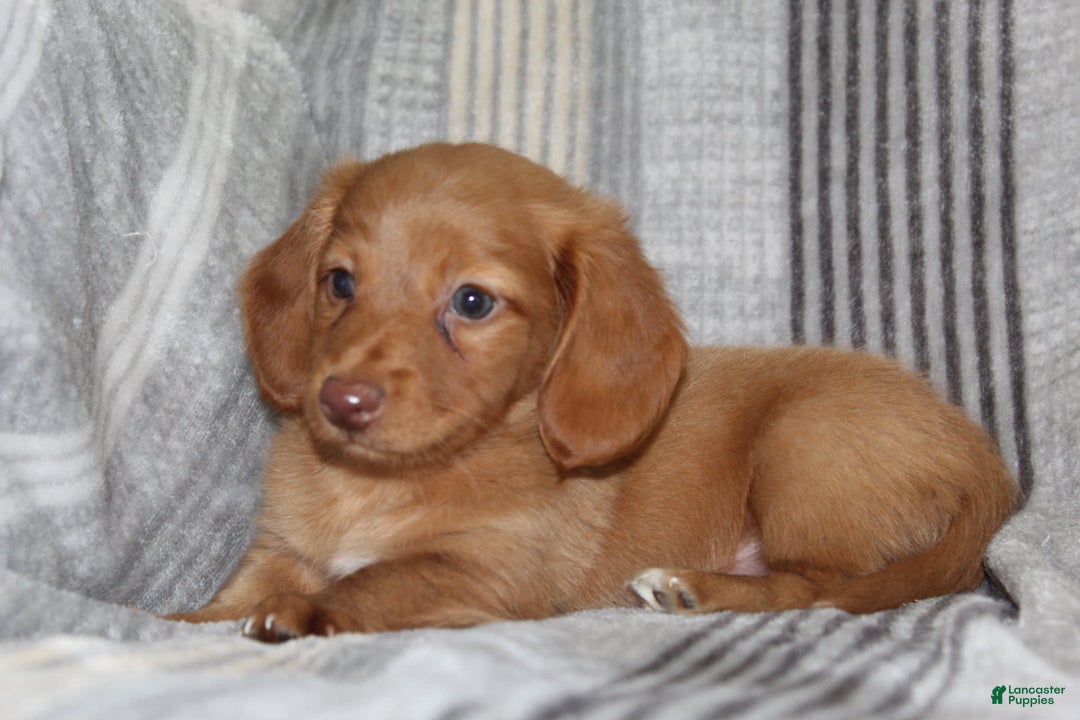 Miniature Dachshund dogs for sale: Zack - Image 5