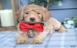 Goldendoodle dogs for sale: Anderson - Image 4