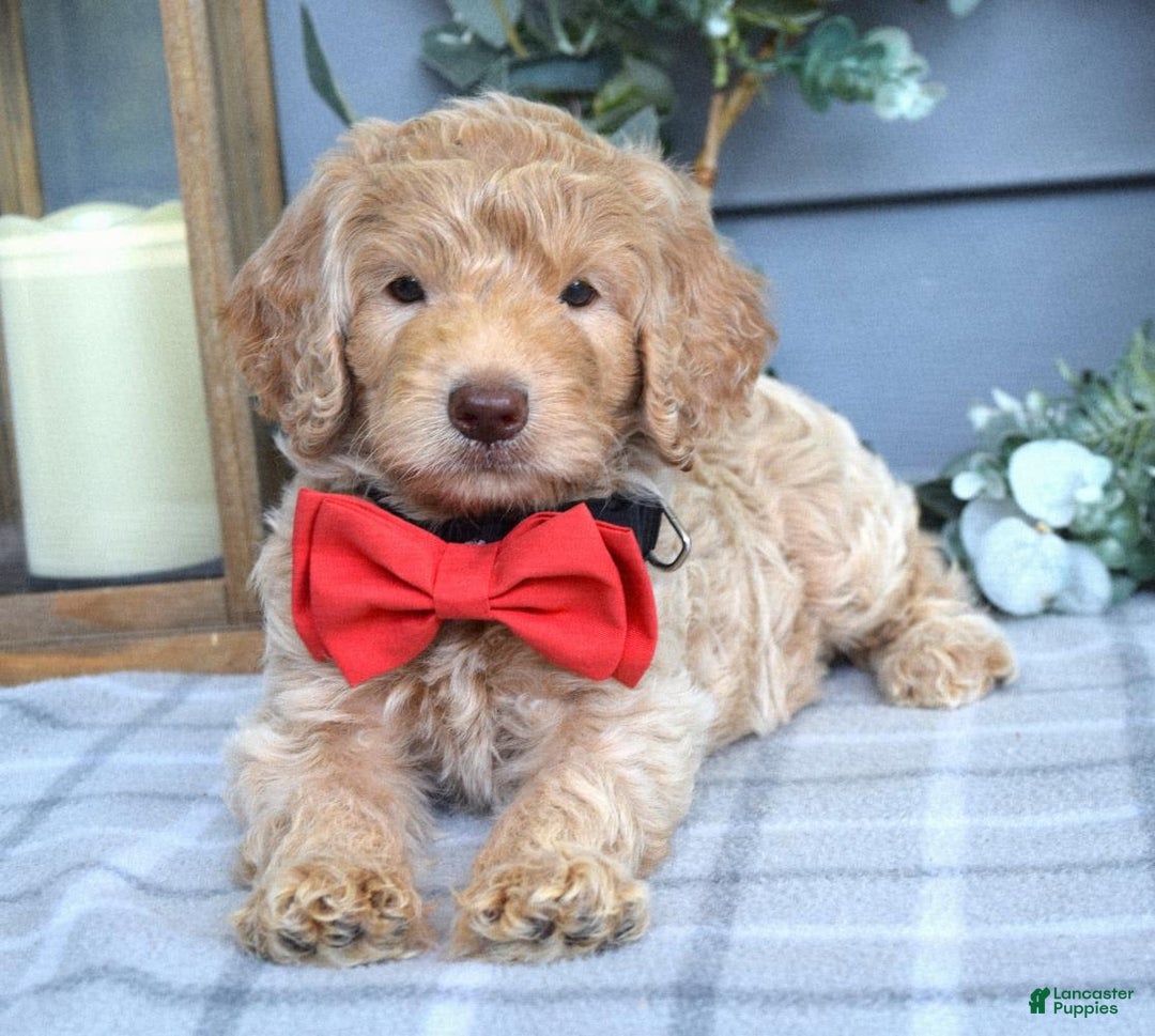 Goldendoodle dogs for sale: Anderson - Image 4