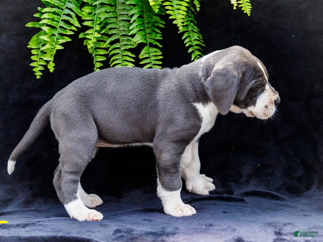 Great Dane dogs for sale: Missy - Image 28