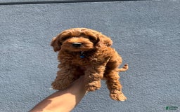 Mini Goldendoodle dogs for sale: Martin - Image 3