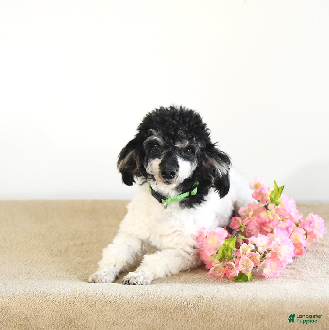 Toy Poodle dogs for sale: Twinkle - Image 16