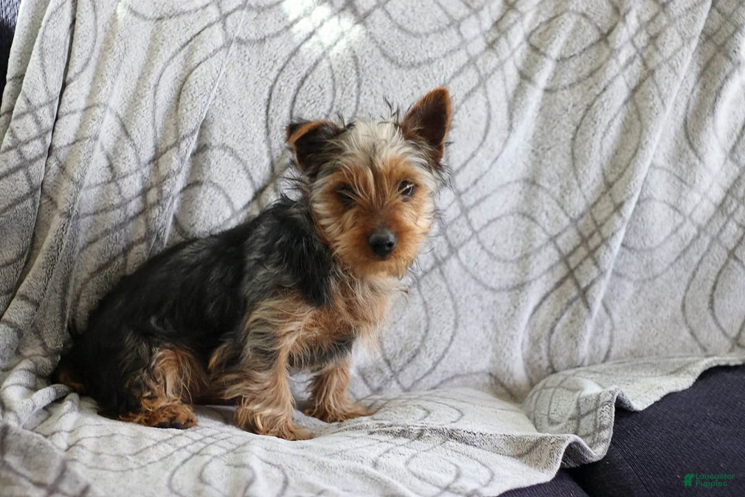 Yorkshire Terrier dogs for sale: Jordan - Image 4