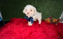 Toy Poodle dogs for sale: Leo Corbata Azul - Image 4