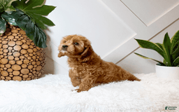 Cavapoo dogs for sale: Zaid - Image 2